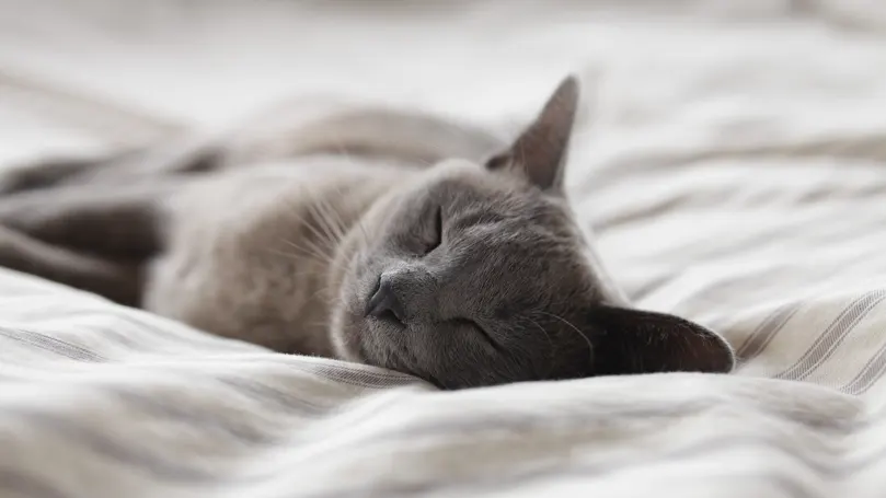 Una lata durmiendo a pierna suelta en una cama.