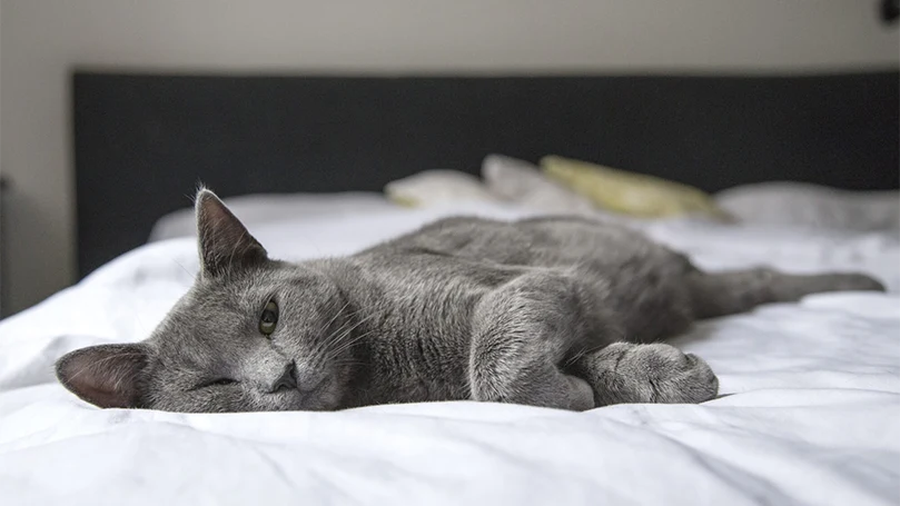 un gato burdeos durmiendo en una cama