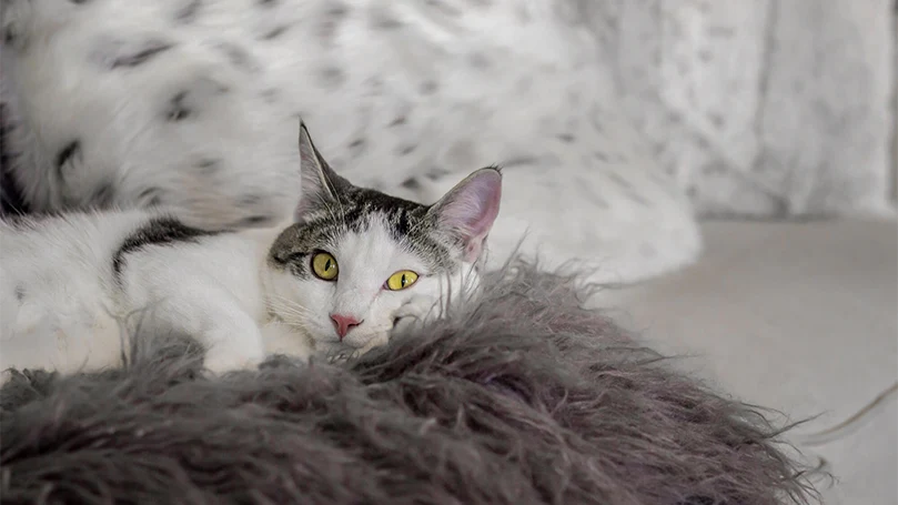 la imagen de un gato tumbado en una cama