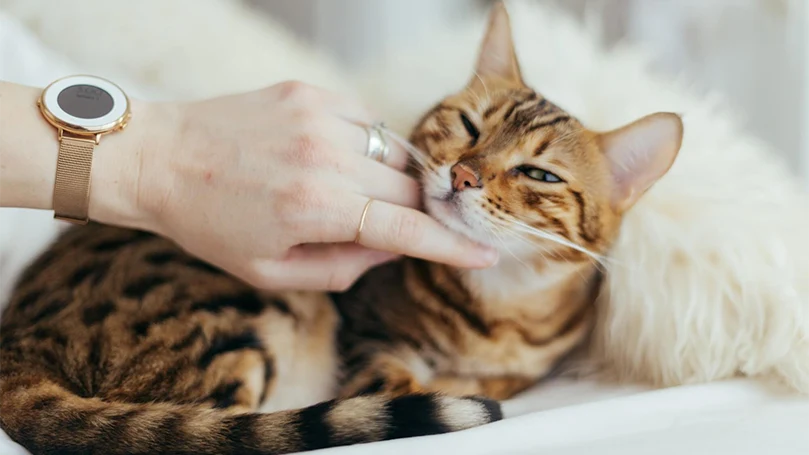 la imagen de un gato jugando con su dueño