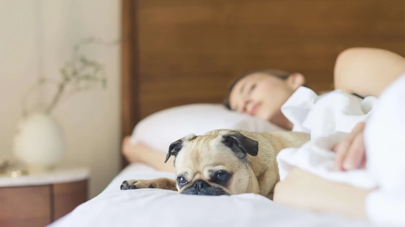 una imagen de un perro en una cama con su dueño