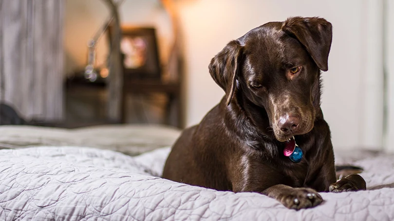 imagen de un perro durmiendo en la cama de su dueño