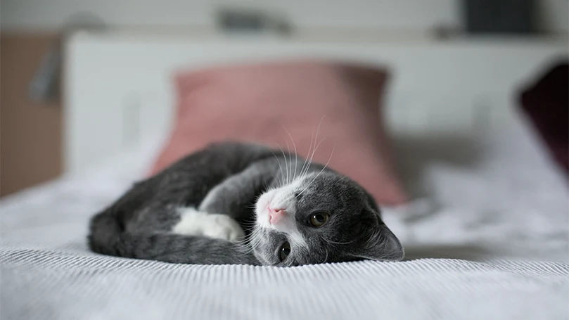 una imagen de un gatito tumbado en una cama para mascotas