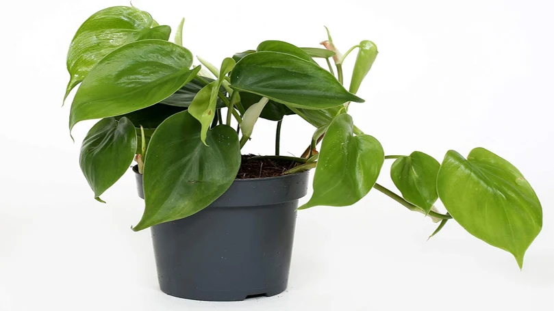 una imagen de la planta Philodendron en una maceta