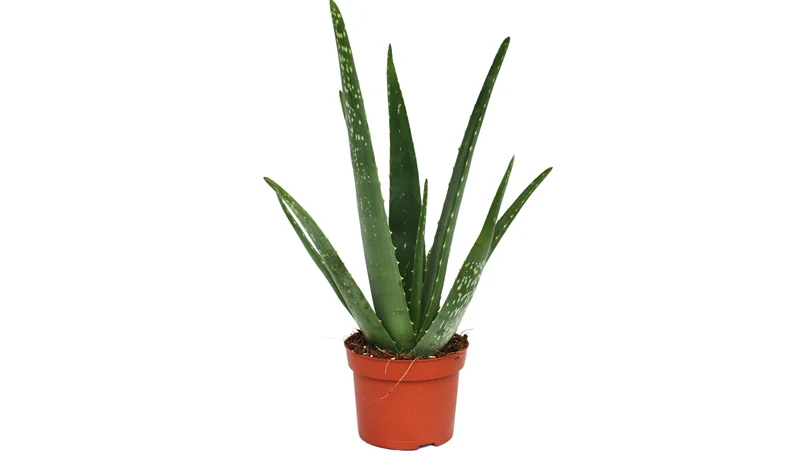 una imagen de una planta de aloe vera en una maceta