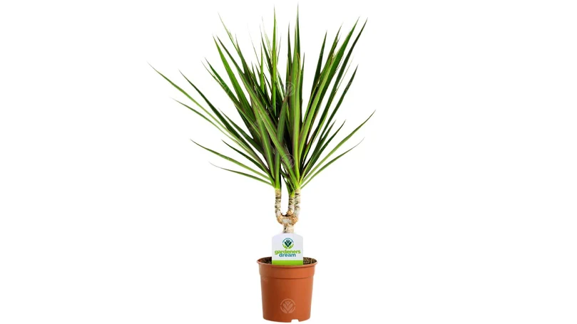 una imagen de la planta dracaena marginata en una maceta