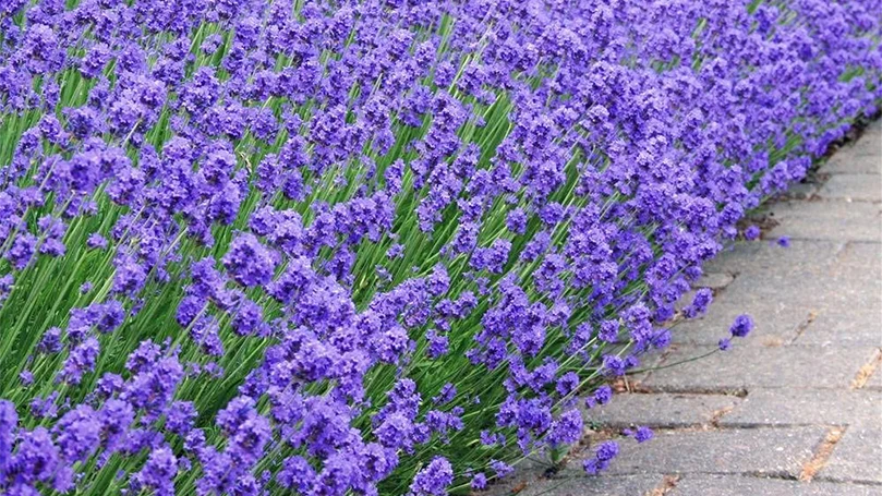 una imagen de flores de lavanda