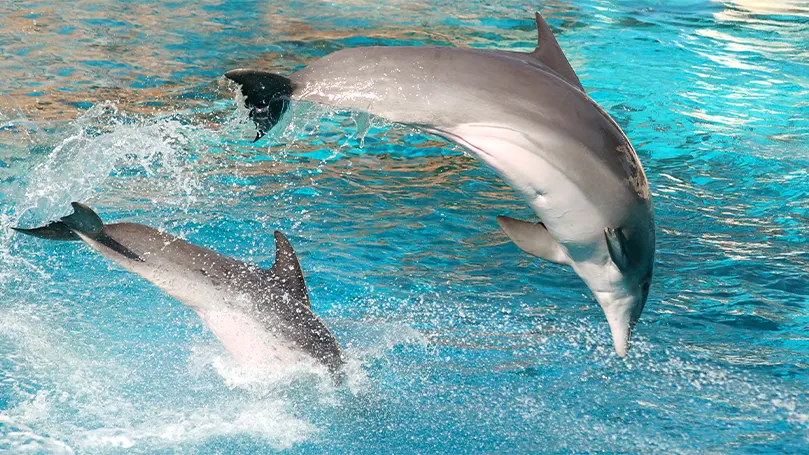 ¿Los delfines duermen por la noche?