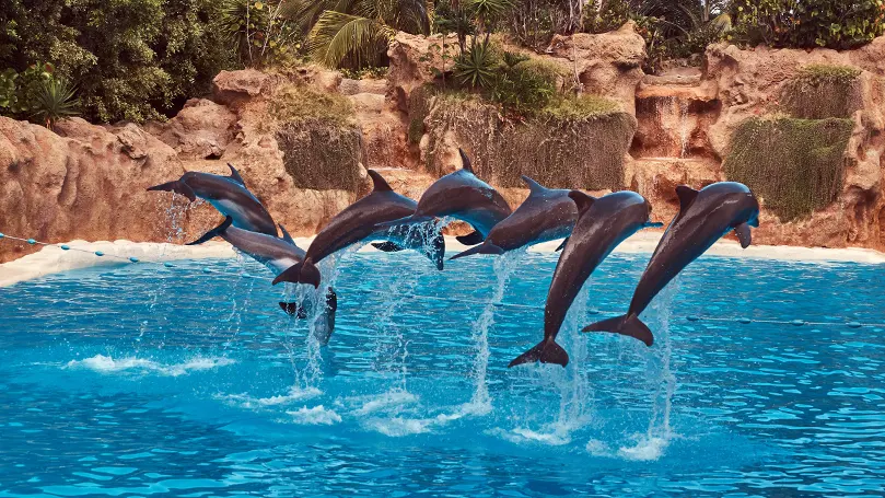 Una imagen de un grupo de delfines saltando fuera del agua