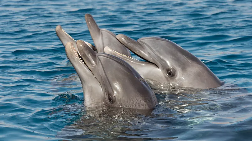 Una imagen de dos delfines con la cabeza por encima del agua