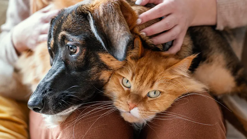 Una imagen de una persona acariciando a su perro y a su gato