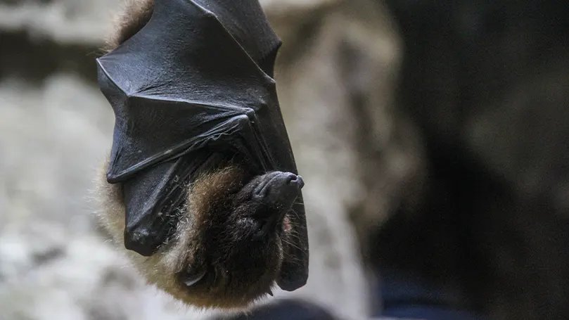 La imagen de un murciélago dormido boca abajo