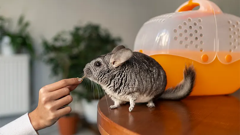 An image of a chinchilla