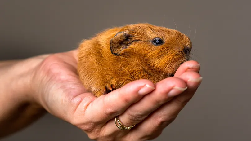 Imagen de una persona sujetando una cobaya.