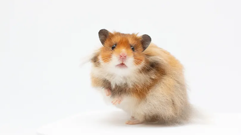 An image of a hamster