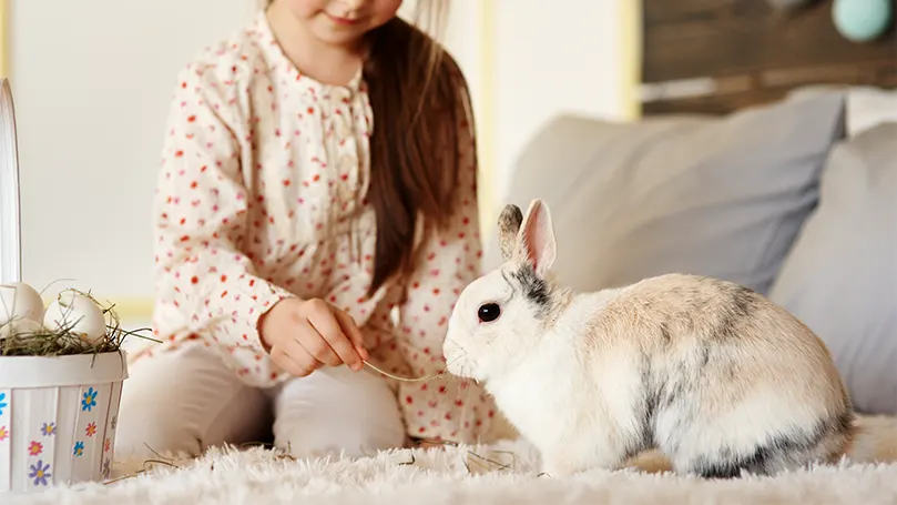 La imagen de un conejo en una cama