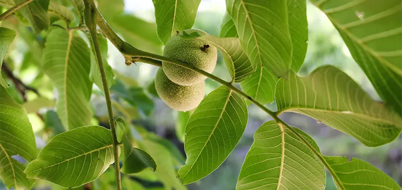 Featured image for why shouldn't you sleep under walnut tree