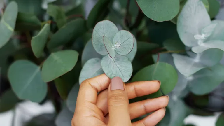 Una mujer tocando una planta de eucalipto